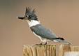 Kirms Photography Belted Kingfisher-3